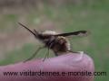 bombyle7-4-2012